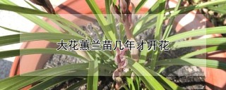 大花蕙兰苗几年才开花,第1图