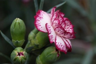 康乃馨一年开几次花（一次），盘点一年四季开花的养殖方法,第2图