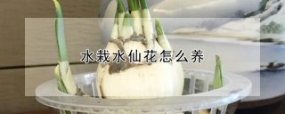 水栽水仙花怎么养,第1图