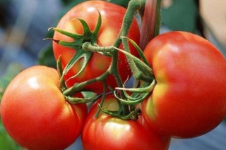 西红柿开花期如何施肥,第3图