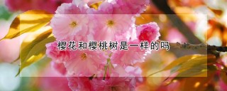 樱花和樱桃树是一样的吗,第1图