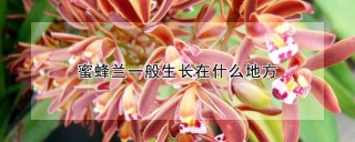 蜜蜂兰一般生长在什么地方,第1图