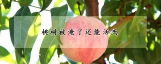 桃树被淹了还能活吗,第1图