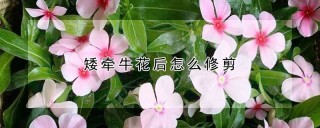 矮牵牛花后怎么修剪,第1图