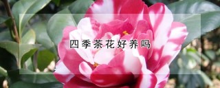 四季茶花好养吗,第1图