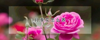 月季花怎么养,第1图