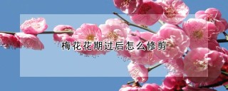 梅花花期过后怎么修剪,第1图