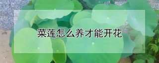 菜莲怎么养才能开花,第1图