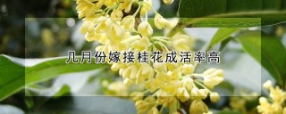 几月份嫁接桂花成活率高,第1图