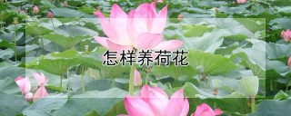 怎样养荷花,第1图