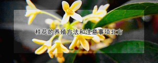 桂花的养殖方法和注意事项北方,第1图