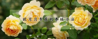 欧月月季花的养殖方法,第1图