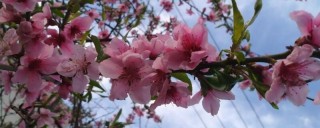 桃树开花时能浇水吗,第1图