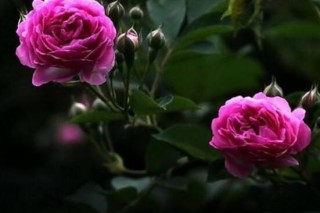 蔷薇花的修剪方法，教你两种最有效修剪技巧(花芽与花期),第5图