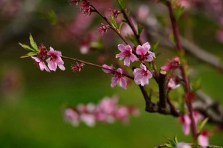 桃树开花了还能嫁接吗,第2图