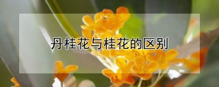 丹桂花与桂花的区别,第1图