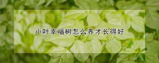 小叶幸福树怎么养才长得好,第1图