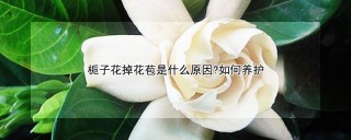 栀子花掉花苞是什么原因?如何养护,第1图