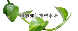 绿箩如何掐根水培,第1图