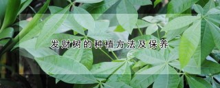 发财树的种植方法及保养,第1图