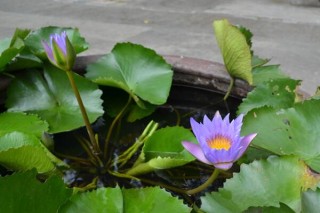 盆栽荷花的种植方法，即可以播种也可以种藕,第4图