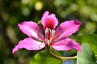 紫荆花夏天有芽点是什么,第2图