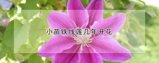 小苗铁线莲几年开花,第1图