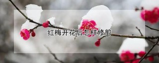 红梅开花后怎样修剪,第1图