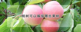 桃树可以嫁接哪些果树,第1图