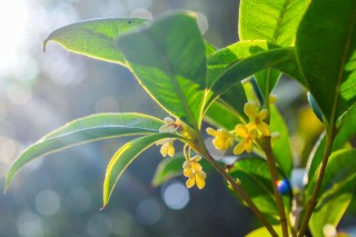 桂花掉叶子是怎么回事，浇水/施肥/温度/通风不畅导致,第1图