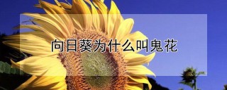 向日葵为什么叫鬼花,第1图