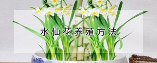 水仙花养殖方法,第1图