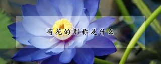 荷花的别称是什么,第1图