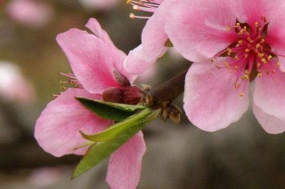 桃花夏天开吗,第2图