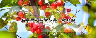 海棠果和海棠花是一样的吗,第1图