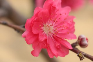 桃花春天开花吗,第3图