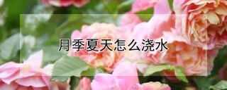 月季夏天怎么浇水,第1图