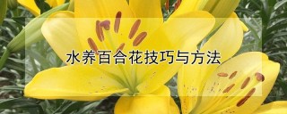 水养百合花技巧与方法,第1图