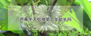 芭蕉冬天砍掉第二年能长吗,第1图