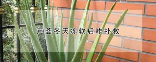 芦荟冬天冻软后咋补救,第1图