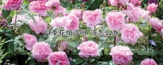 月季花怕冷吗,该怎么办,第1图