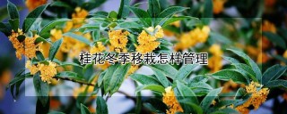 桂花冬季移栽怎样管理,第1图