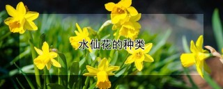 水仙花的种类,第1图