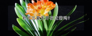 君子兰夏天开花正常吗?,第1图