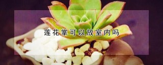 莲花掌可以放室内吗,第1图