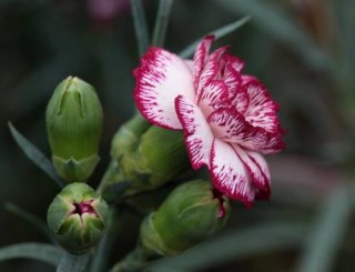 康乃馨鲜花怎么保鲜，七个基本方法方可百日鲜,第2图