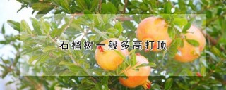 石榴树一般多高打顶,第1图