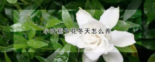 小叶栀子花冬天怎么养,第1图