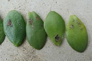 玉树的养殖方法和病虫害防治，详细介绍四步养护三种病害,第5图