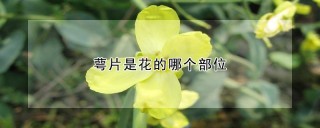 萼片是花的哪个部位,第1图